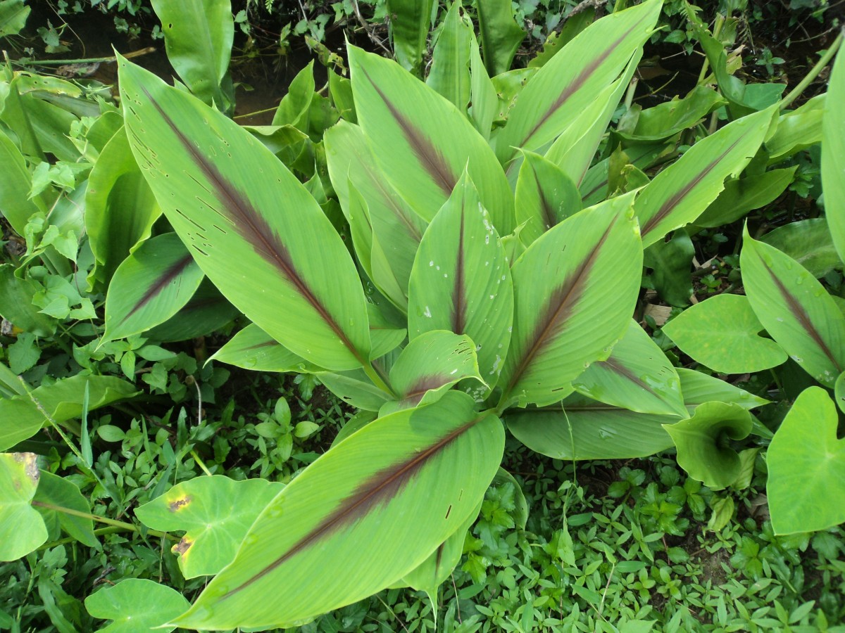 Curcuma zedoaria (Christm.) Roscoe